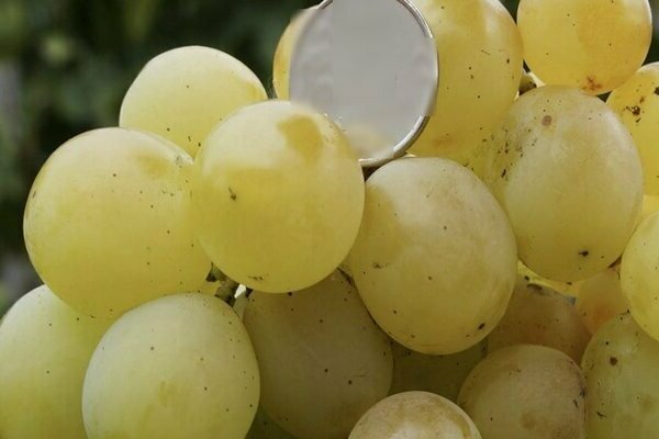 Виноград Кеша: описание сорта, коротко про настоящую сортовую разновидность