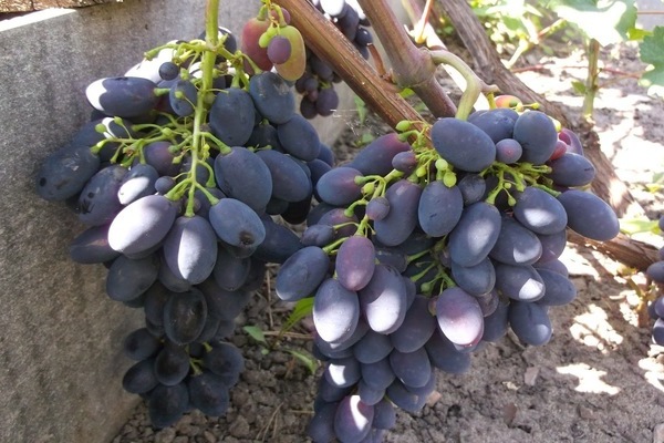 описание сорта винограда Кодрянка