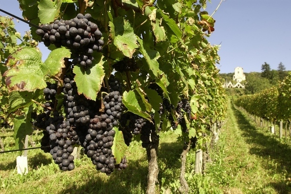 виноград кубань описание сорта
