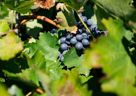 кубань виноград описание фото