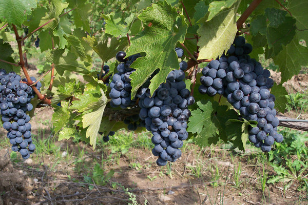 виноград кубань описание сорта фото