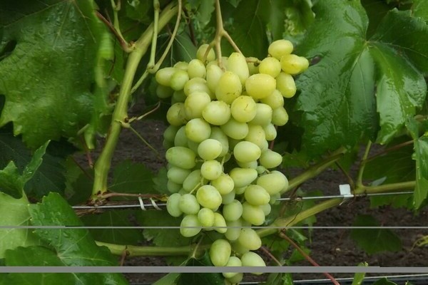 фото винограда ландыш