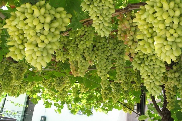 виноград ландыш описание сорта