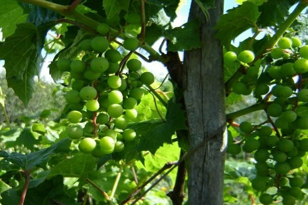 виноград лидия описание