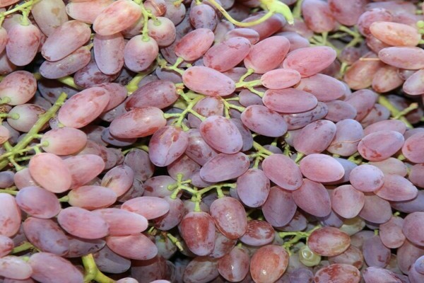 Лучшие сорта винограда кишмиш