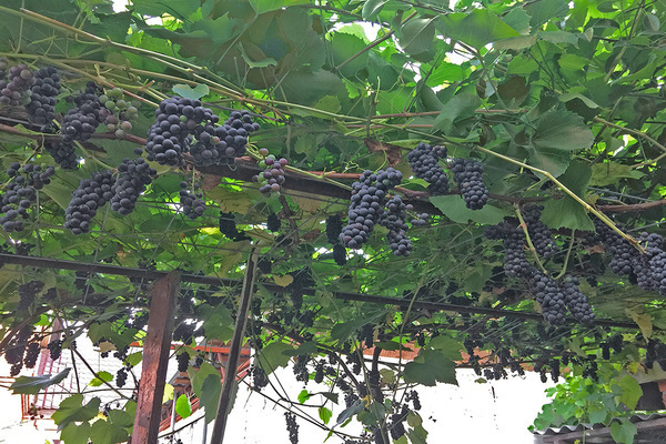 виноград на Урале