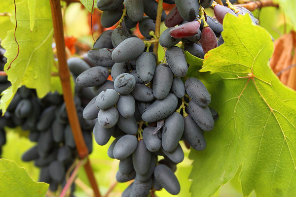 виноград памяти негруля описание