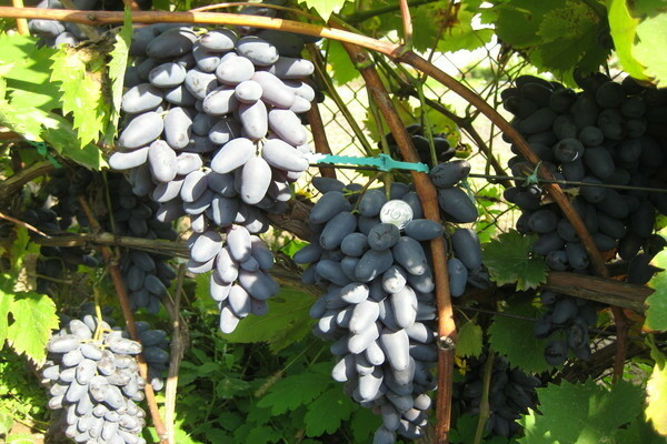 сорт винограда памяти Негруле