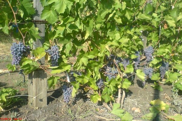 виноград негруля фото
