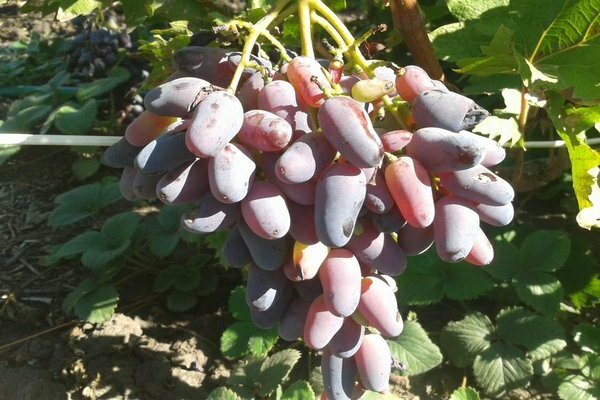 описание сорта винограда Негрула