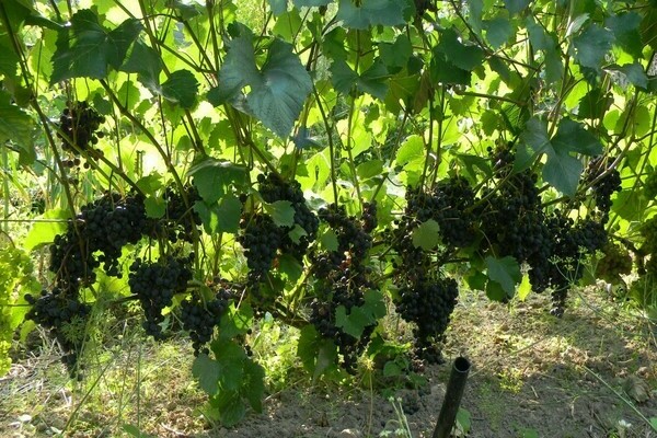 виноград шарова описание сорта