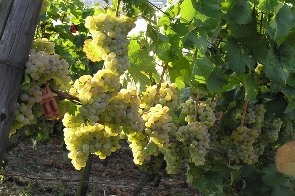 Как выращивать виноград в ленинградской области?