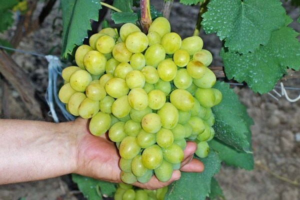 виноград супер экстра описание сорта