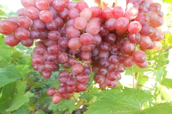 виноград велес описание сорта