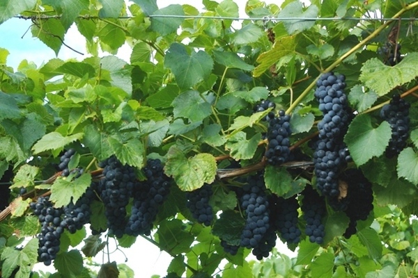 виноград в Подмосковье