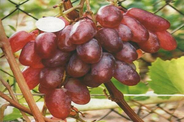 виноград велика описание сорта