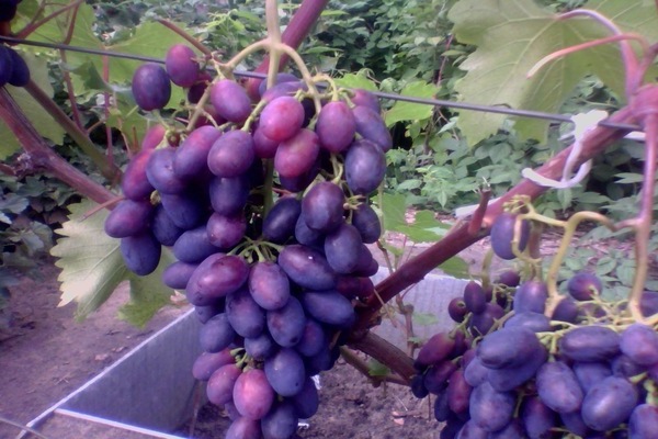 виноград велика сорта фото