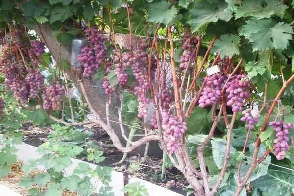 виноград в Подмосковье