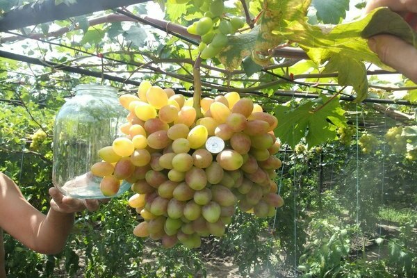 виноград восторг описание сорта