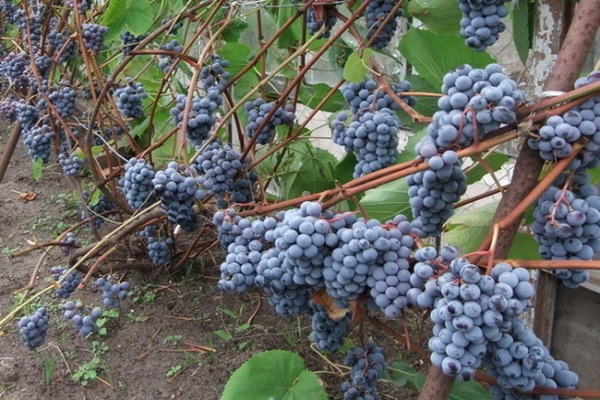 виноград в Ленинградской области