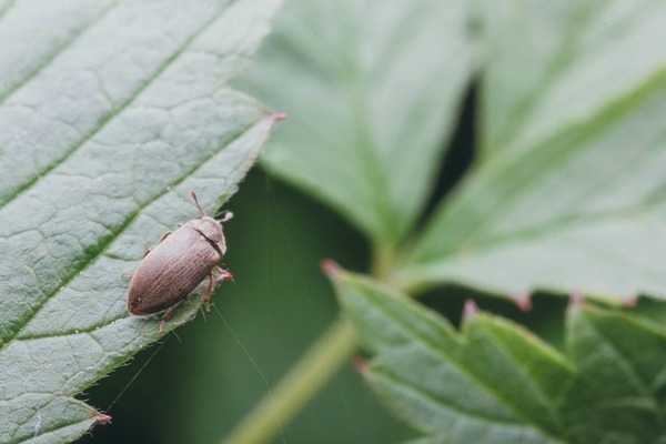 Вредители малины и борьба с ними: малинный жук