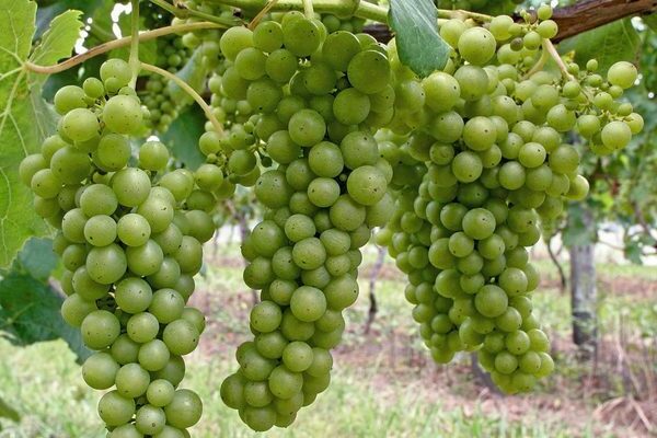 Лучшие сорта зеленого винограда: посадка и уход