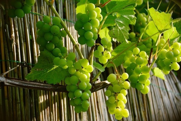 фото виноград зеленого