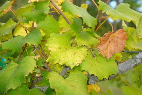 Желтеют листья винограда: что делать и как с этим бороться, чем обрабатывать