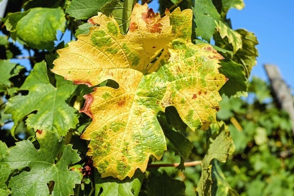 желтеют листья винограда причина