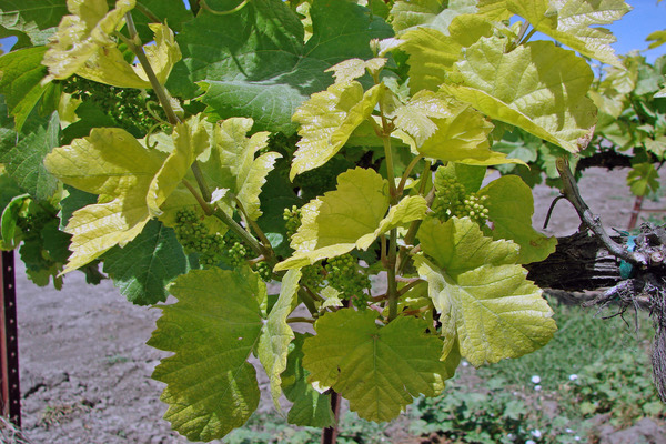 желтеют листья на винограде чем обработать