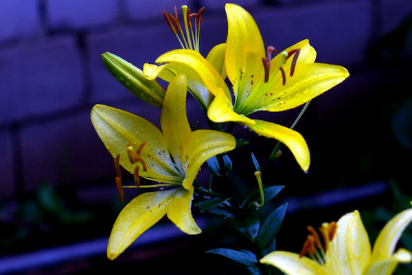 Желтые лилии: разновидности