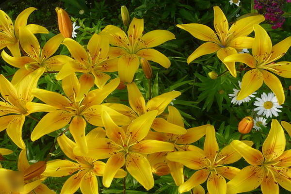 Желтые лилии: разнообразие сортов