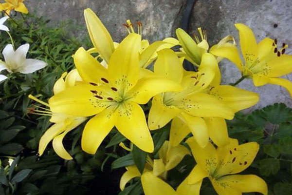 Желтые лилии: разнообразие сортов