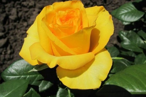 сорта желтых роз
