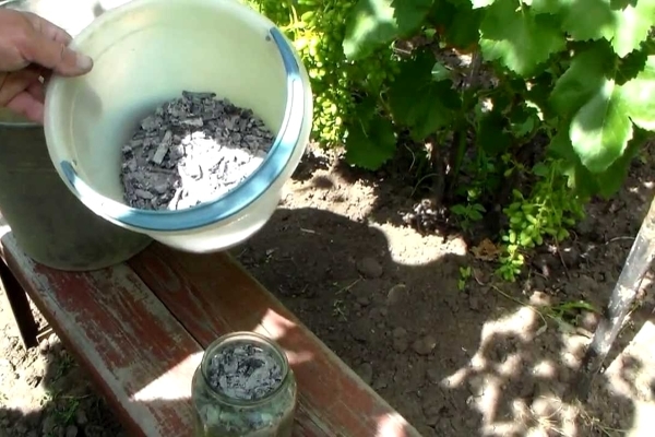 Как сыпать золу под виноград