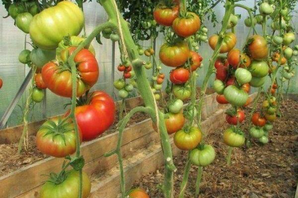высокорослые сорта помидоров