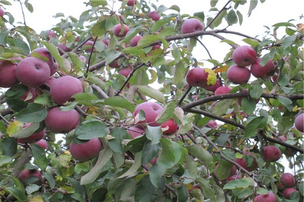 Яблоки Алеся Фото