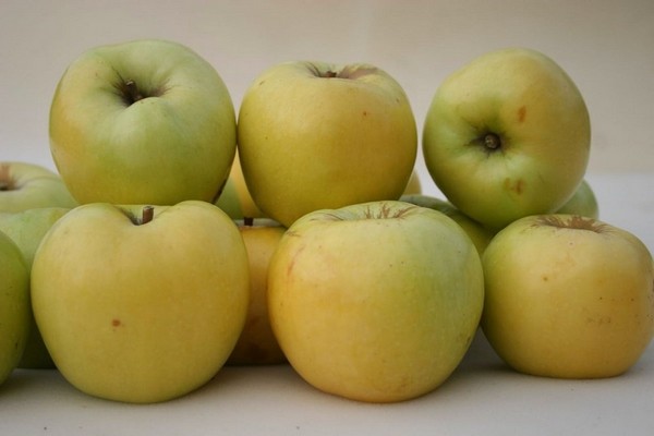 яблоки антоновка