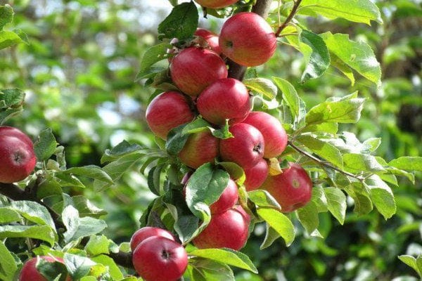беркутовская яблоня