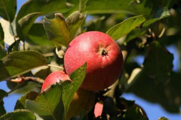беркутовская яблоня фото