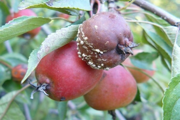 монилиоз на яблоне фото описание и лечение