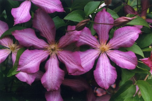 Сорта розовых клематисов фото с названием