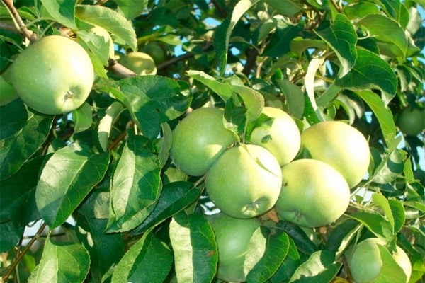 яблоки семеренко фото