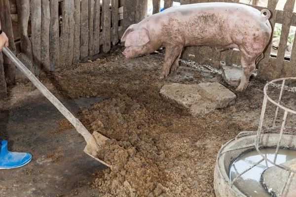 Свиной навоз как удобрение как применять