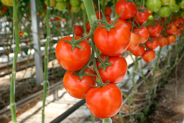 лучшие сорта томатов для подмосковья