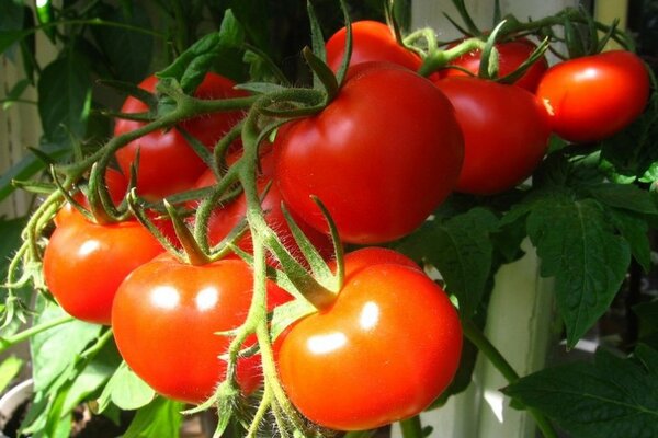 томаты для подмосковья отзывы