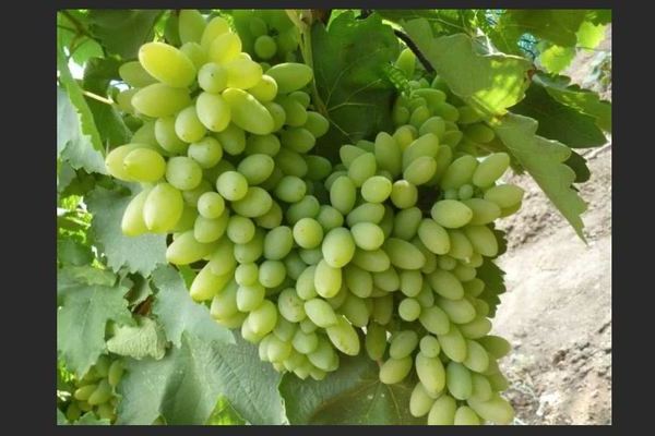 Виноград Тимур: описание сорта, разновидности