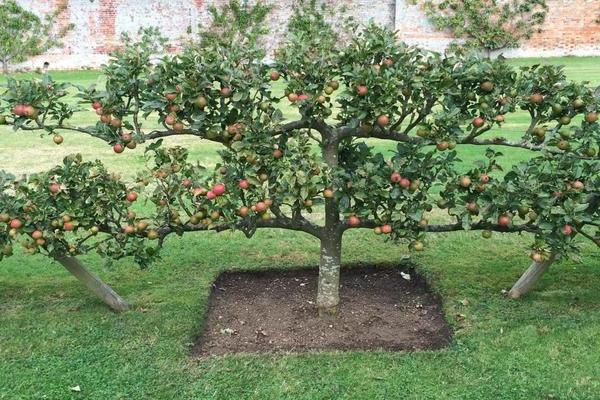 Выращивание стелющейся яблони