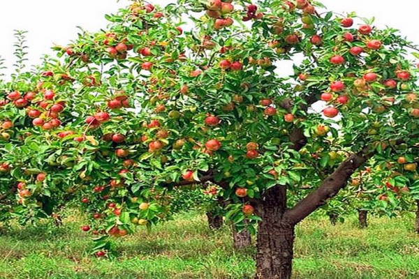 жигулевское яблоня фото