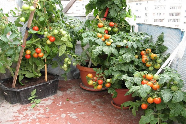 балконное чудо помидоры